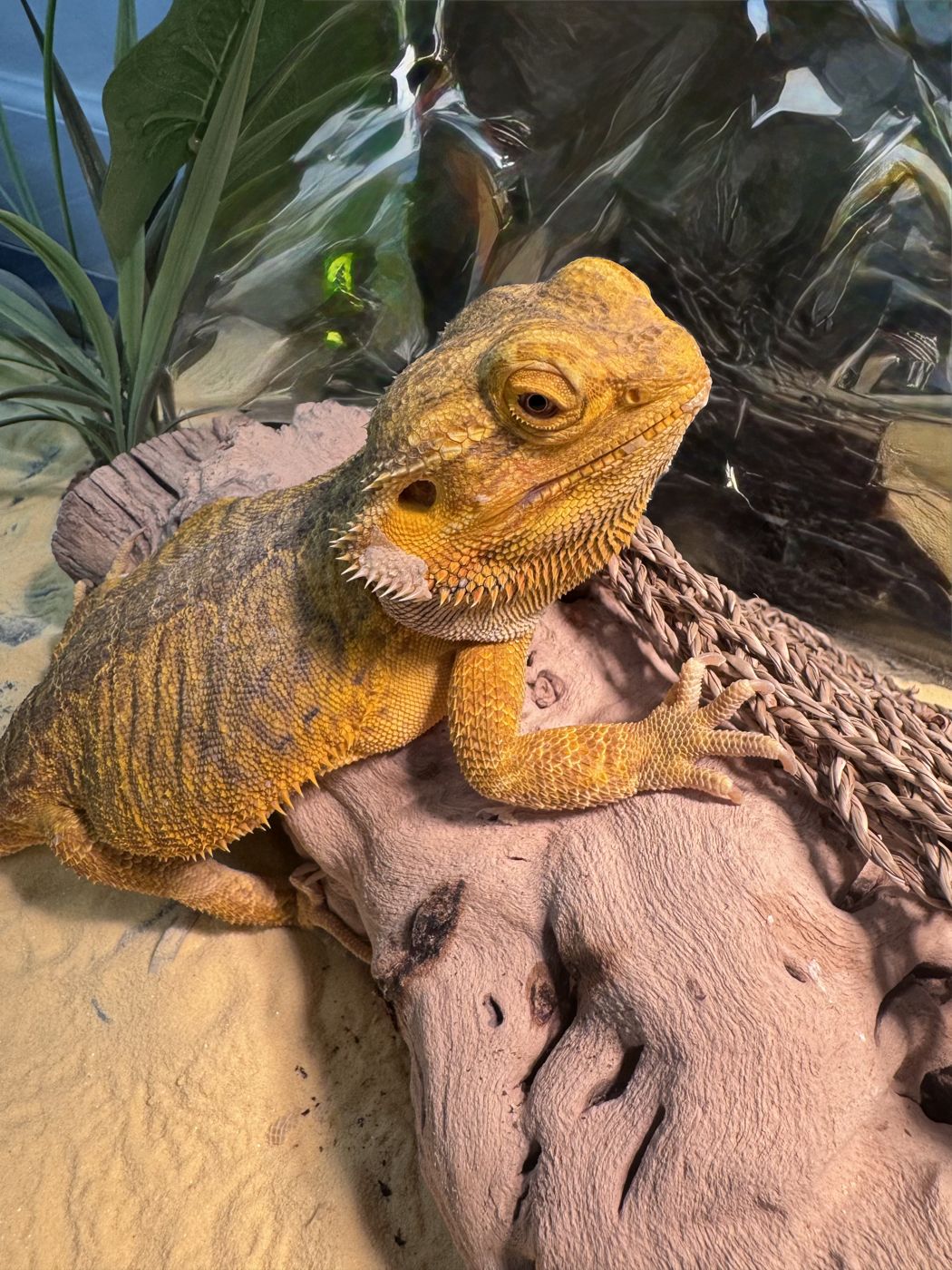 Sunny, one of the studio animals